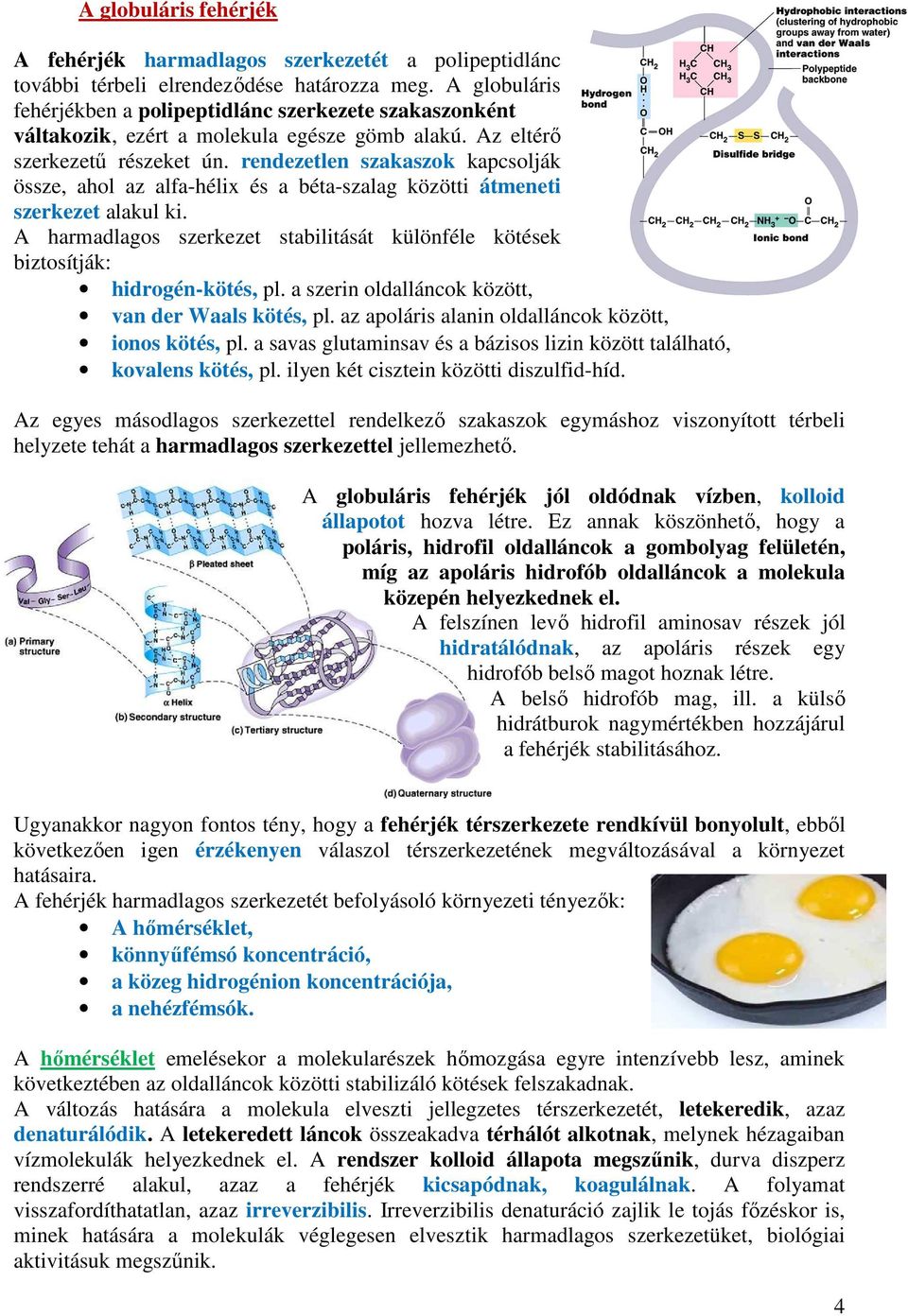 rendezetlen szakaszok kapcsolják össze, ahol az alfa-hélix és a béta-szalag közötti átmeneti szerkezet alakul ki.