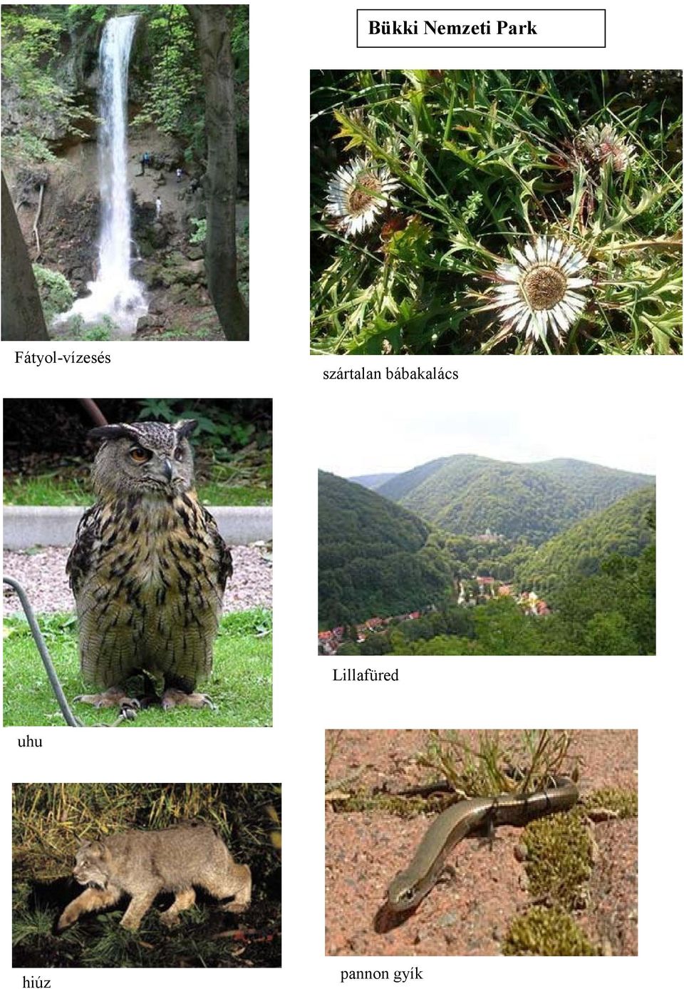 szártalan bábakalács