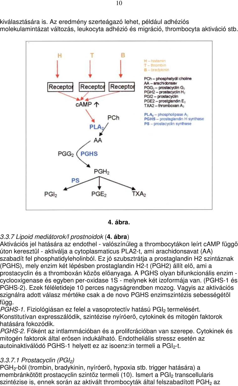ábra) Aktivációs jel hatására az endothel - valószínőleg a thrombocytákon leírt camp függı úton keresztül - aktiválja a cytoplasmaticus PLA2-t, ami arachidonsavat (AA) szabadít fel