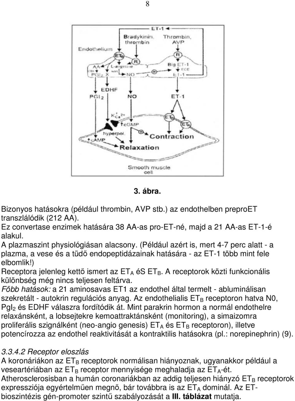 ) Receptora jelenleg kettı ismert az ET A és ET B. A receptorok közti funkcionális különbség még nincs teljesen feltárva.