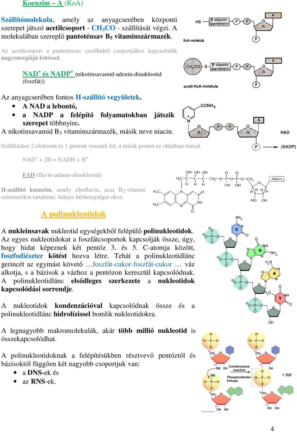 A NAD a lebontó, a NADP a felépítő folyamatokban játszik szerepet többnyire. A nikotinsavamid B 3 vitaminszármazék, másik neve niacin.