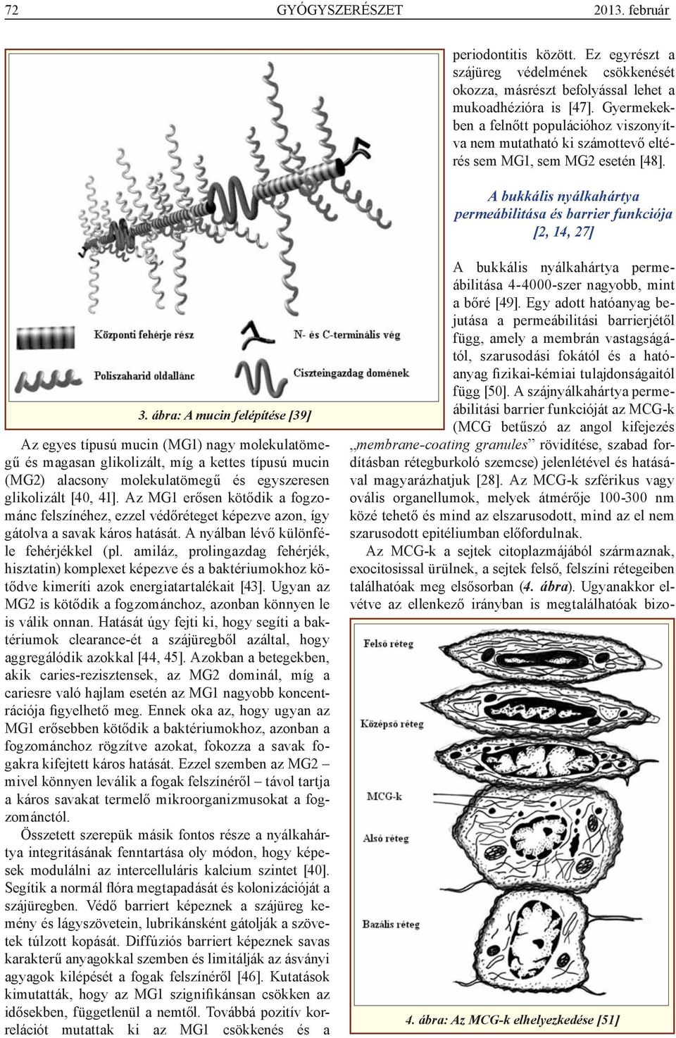 ábra: A mucin felépítése [39] Az egyes típusú mucin (MG1) nagy molekulatömegű és magasan glikolizált, míg a kettes típusú mucin (MG2) alacsony molekulatömegű és egyszeresen glikolizált [40, 41].