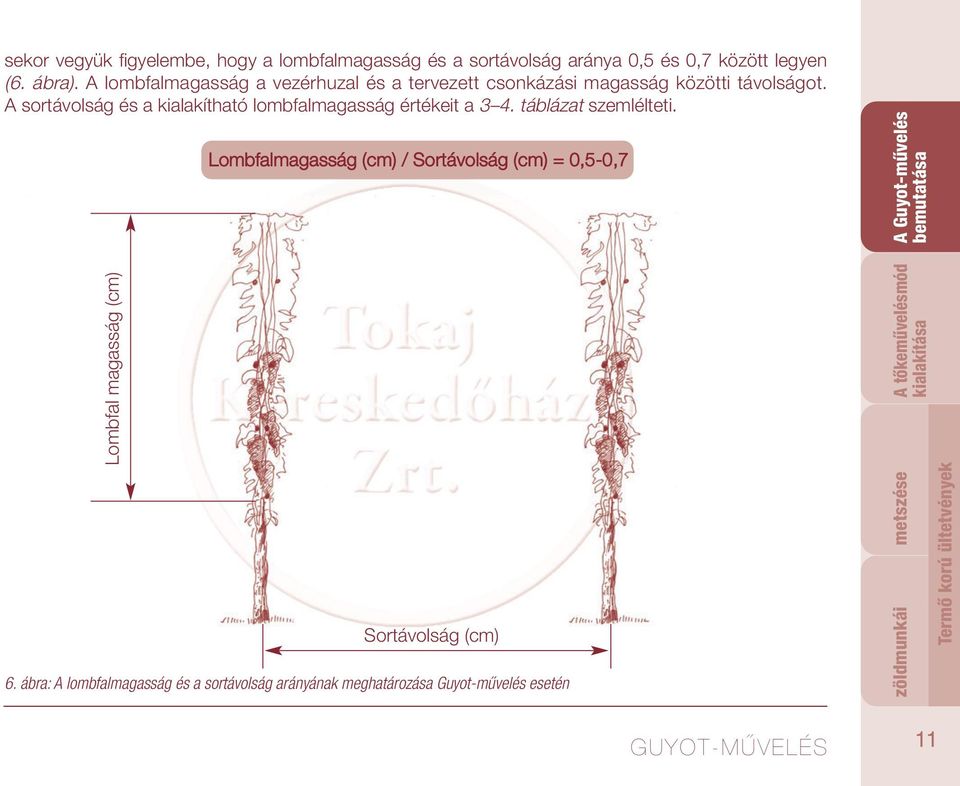 A sortávolság és a kialakítható lombfalmagasság értékeit a 3 4. táblázat szemlélteti.