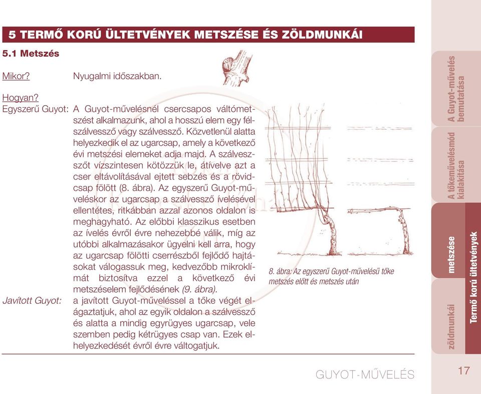 Közvetlenül alatta helyezkedik el az ugarcsap, amely a következő évi metszési elemeket adja majd.