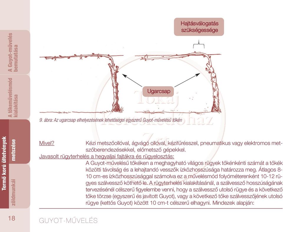Javasolt rügyterhelés a hegyaljai fajtákra és rügyelosztás: ű tőkéken a meghagyható világos rügyek tőkénkénti számát a tőkék közötti távolság és a lehajtandó vesszők ízközhosszúsága határozza meg.