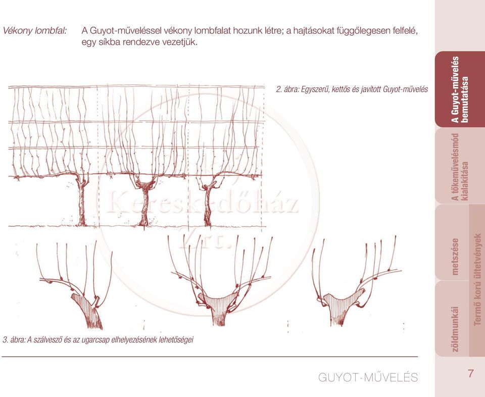 ábra: Egyszerű, kettős és javított Guyot-művelés 3.