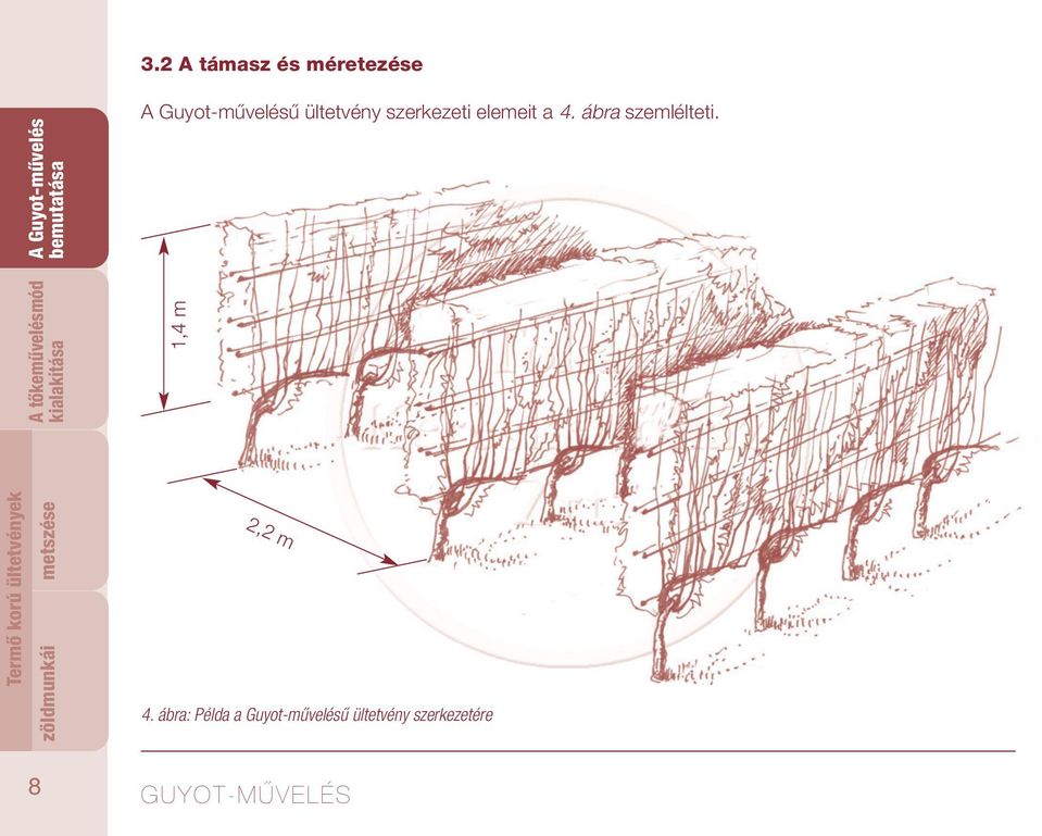 metszése A tőkeművelésmód zöldmunkái 1,4 m 2,2 m