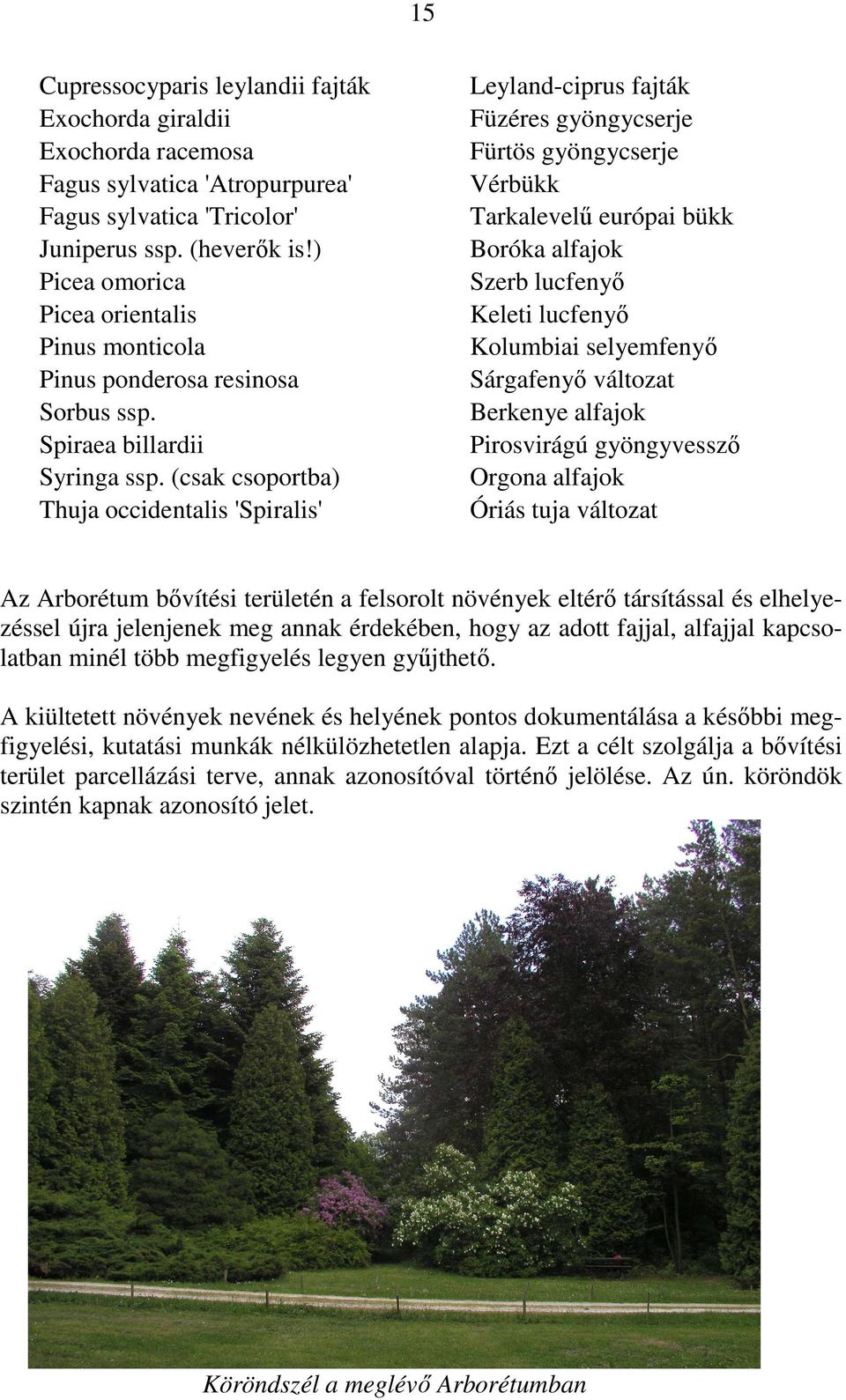 (csak csoportba) Thuja occidentalis 'Spiralis' Leyland-ciprus fajták Füzéres gyöngycserje Fürtös gyöngycserje Vérbükk Tarkalevelő európai bükk Boróka alfajok Szerb lucfenyı Keleti lucfenyı Kolumbiai