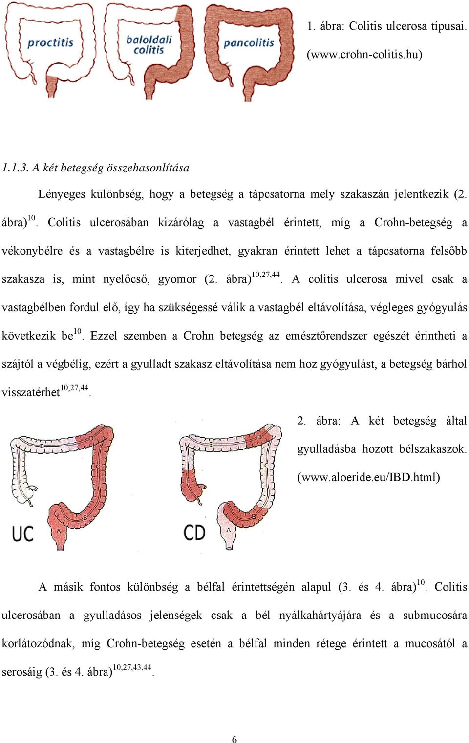 (2. ábra) 10,27,44. A colitis ulcerosa mivel csak a vastagbélben fordul elő, így ha szükségessé válik a vastagbél eltávolítása, végleges gyógyulás következik be 10.