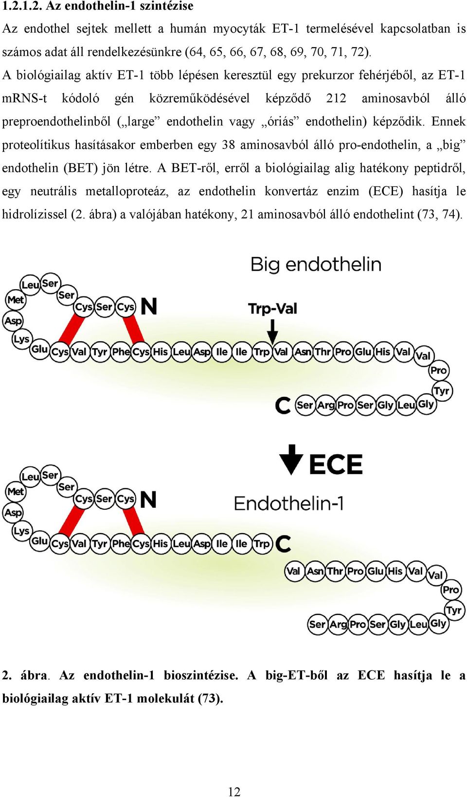 endothelin) képződik. Ennek proteolítikus hasításakor emberben egy 38 aminosavból álló pro-endothelin, a big endothelin (BET) jön létre.
