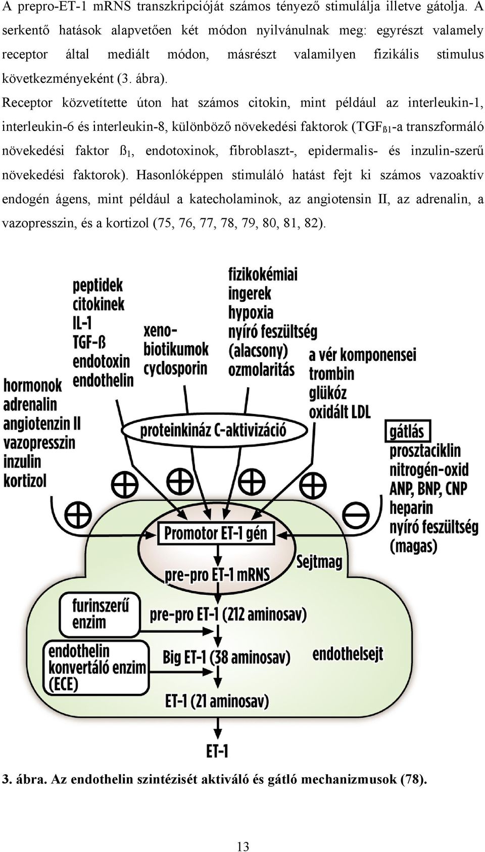 Receptor közvetítette úton hat számos citokin, mint például az interleukin-1, interleukin-6 és interleukin-8, különböző növekedési faktorok (TGF ß1 -a transzformáló növekedési faktor ß 1,