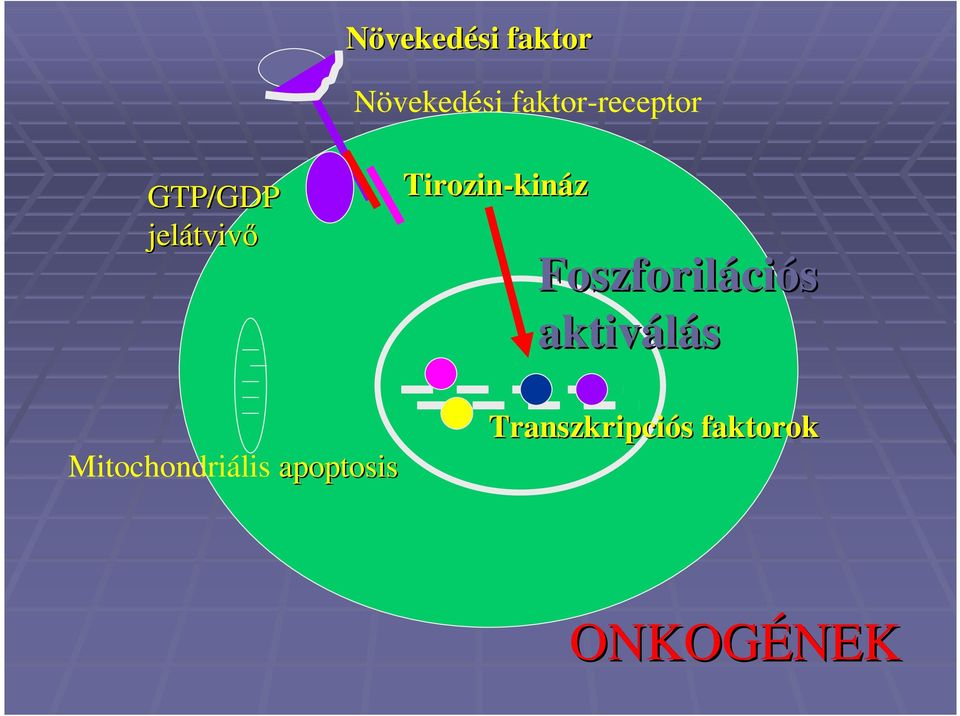 Foszforiláci ciós aktiválás Mitochondriális