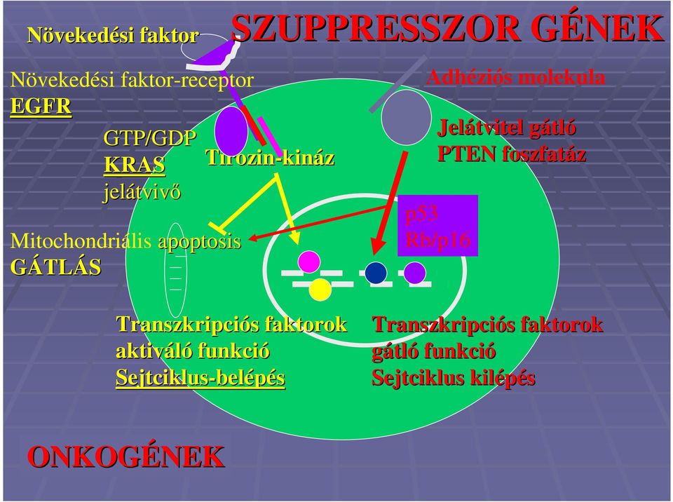 Jelátvitel gátlg tló PTEN foszfatáz p53 Rb/p16 Transzkripciós s faktorok aktiváló