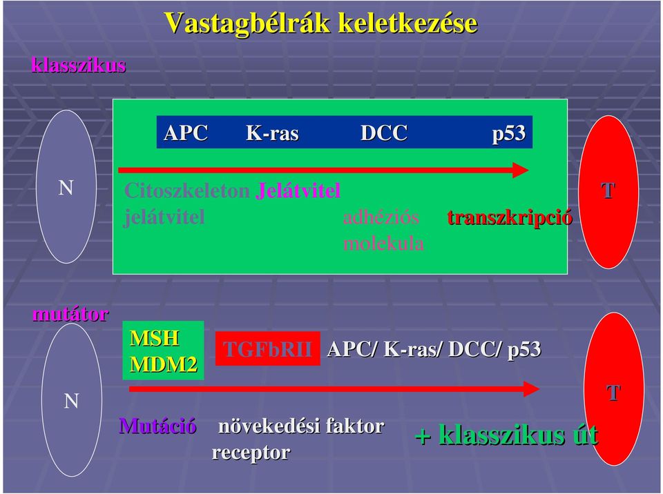 transzkripció molekula T mutátor tor N MSH MDM2 Mutáci ció