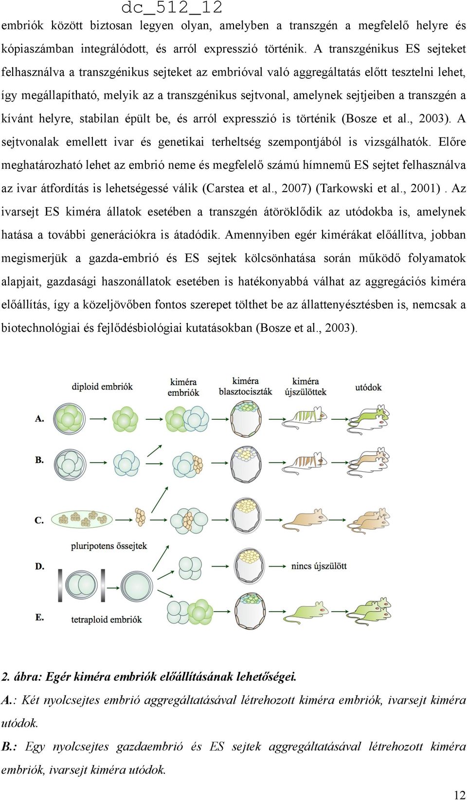transzgén a kívánt helyre, stabilan épült be, és arról expresszió is történik (Bosze et al., 2003). A sejtvonalak emellett ivar és genetikai terheltség szempontjából is vizsgálhatók.