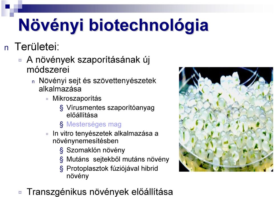 Mesterséges mag In vitro tenyészetek alkalmazása a növénynemesítésben Szomaklón növény