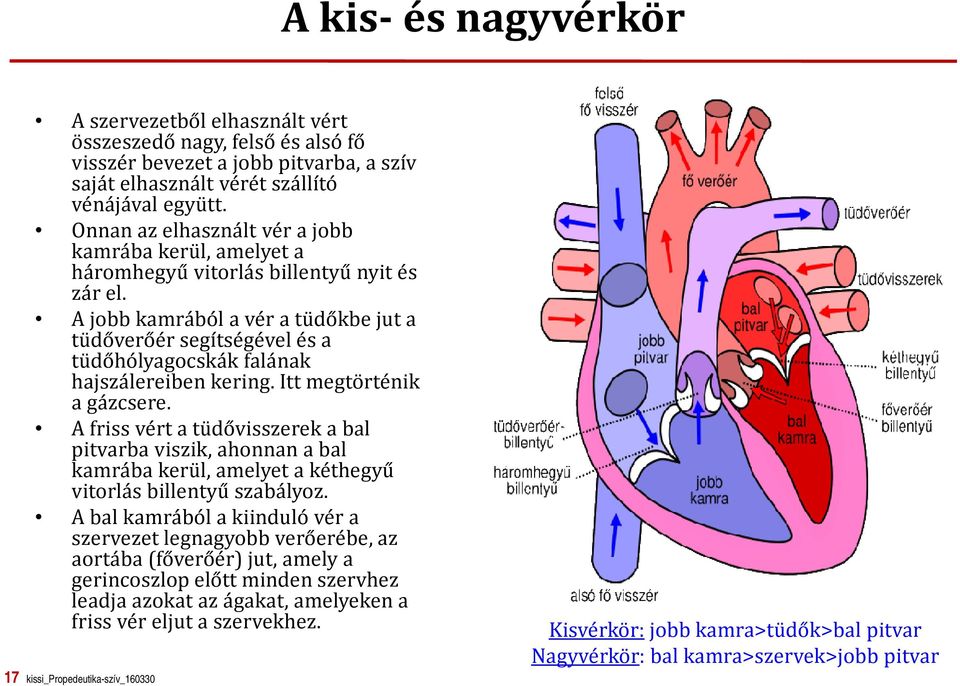 A jobb kamrából a vér a tüdőkbe jut a tüdőverőér segítségével és a tüdőhólyagocskák falának hajszálereiben kering. Itt megtörténik a gázcsere.