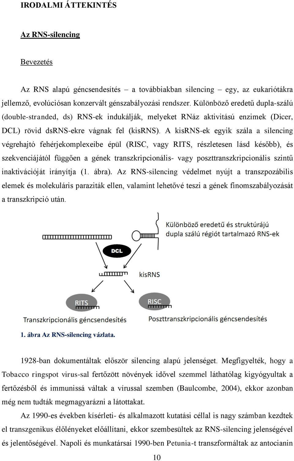 A kisrns-ek egyik szála a silencing végrehajtó fehérjekomplexeibe épül (RISC, vagy RITS, részletesen lásd később), és szekvenciájától függően a gének transzkripcionális- vagy poszttranszkripcionális