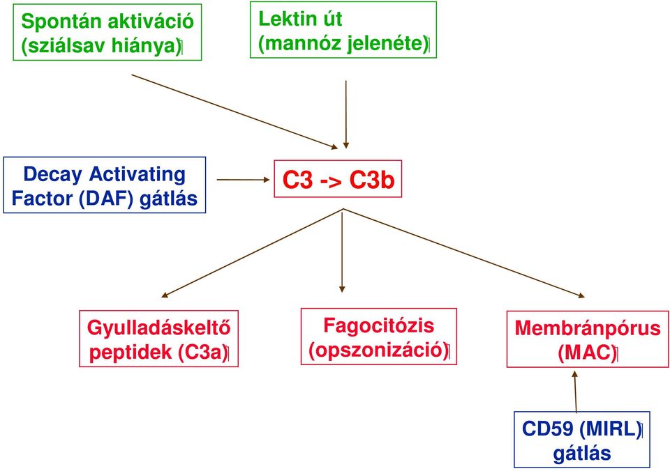 C3 -> C3b Gyulladáskeltő ( C3a ) peptidek Fagocitózis