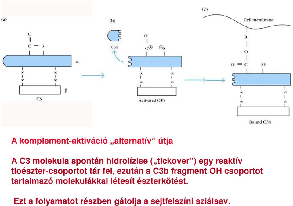 ezután a C3b fragment OH csoportot tartalmazó molekulákkal létesít