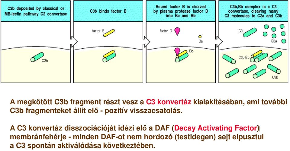 ( Factor A C3 konvertáz disszociációját idézi elő a DAF (Decay Activating