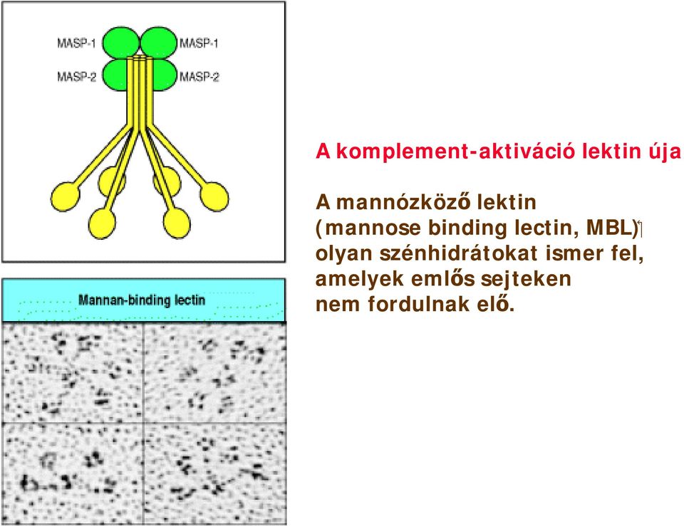 binding lectin, olyan szénhidrátokat