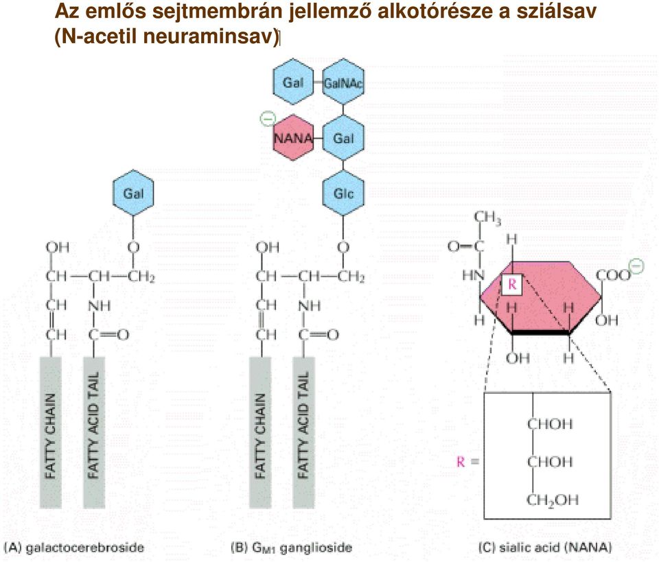 jellemző