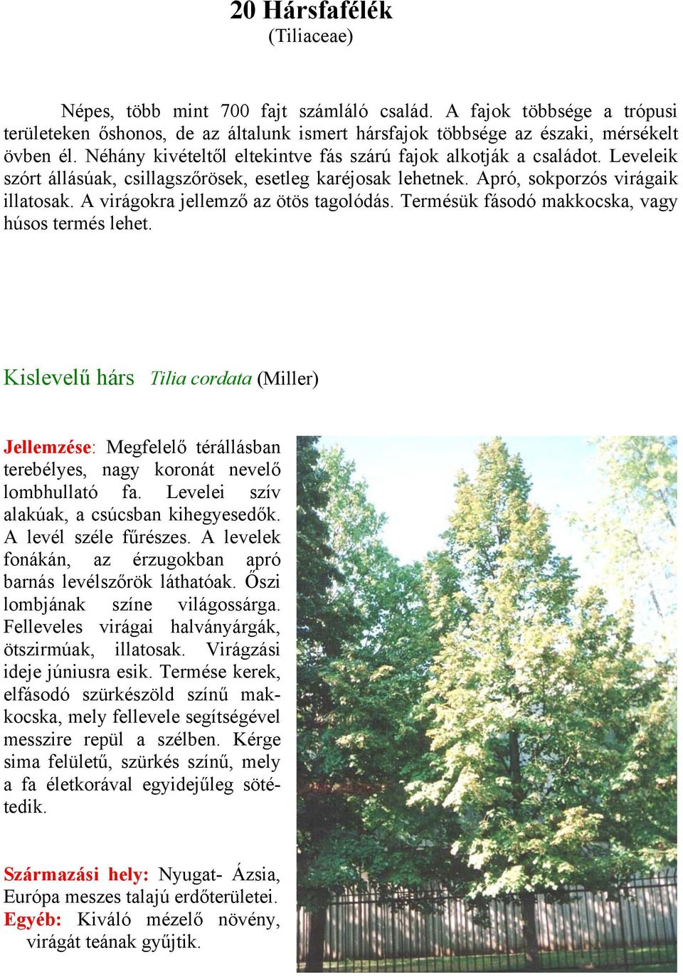 A virágokra jellemző az ötös tagolódás. Termésük fásodó makkocska, vagy húsos termés lehet.