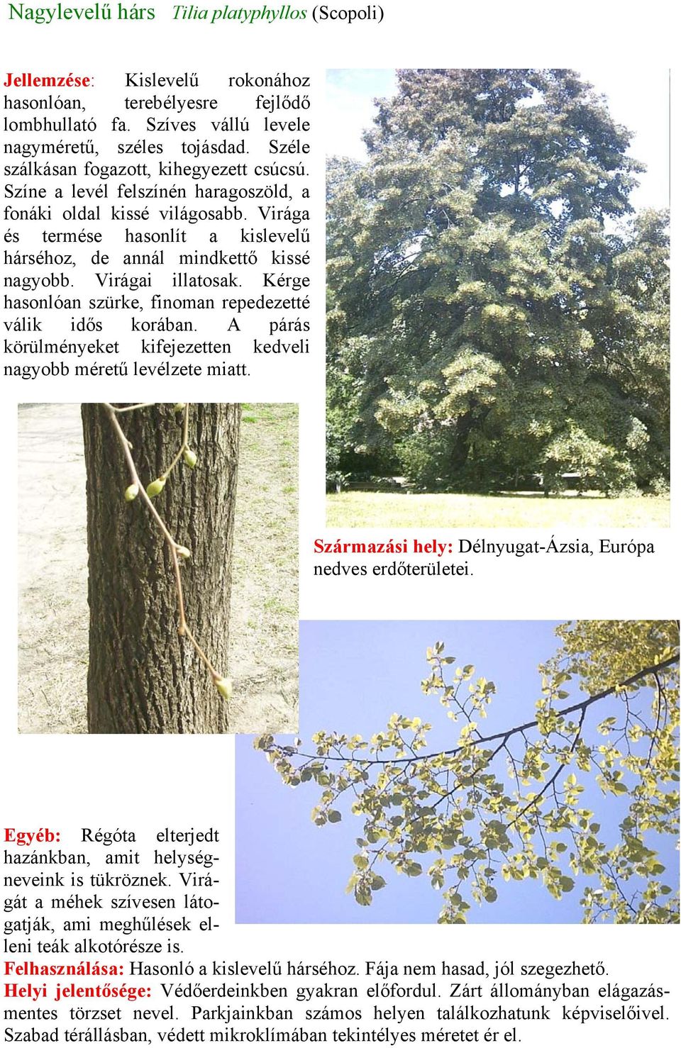 Virágai illatosak. Kérge hasonlóan szürke, finoman repedezetté válik idős korában. A párás körülményeket kifejezetten kedveli nagyobb méretű levélzete miatt.
