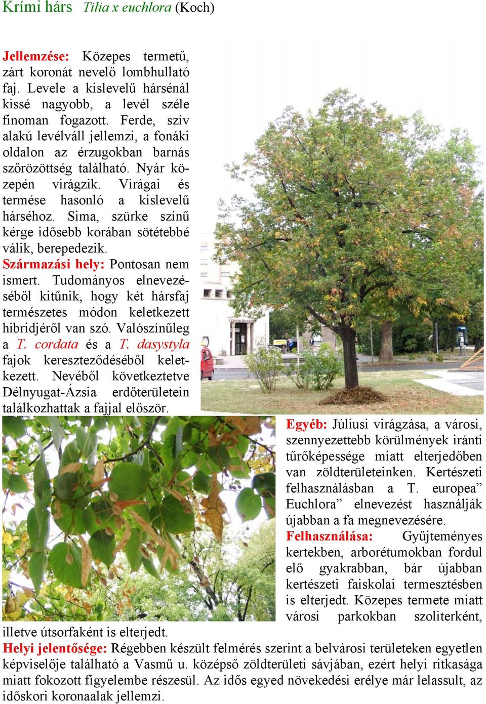 Sima, szürke színű kérge idősebb korában sötétebbé válik, berepedezik. Származási hely: Pontosan nem ismert.