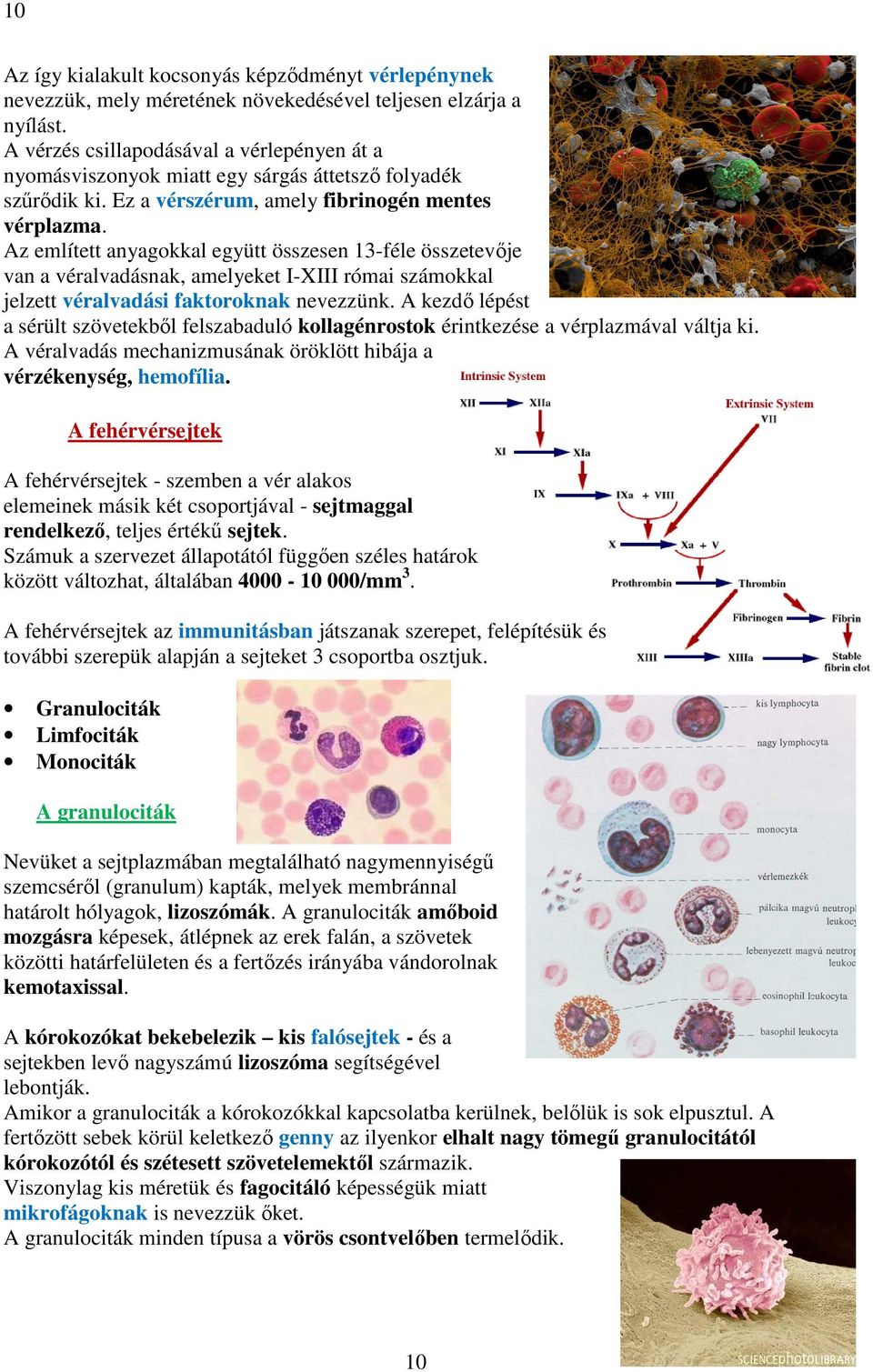 Az említett anyagokkal együtt összesen 13-féle összetevője van a véralvadásnak, amelyeket I-XIII római számokkal jelzett véralvadási faktoroknak nevezzünk.