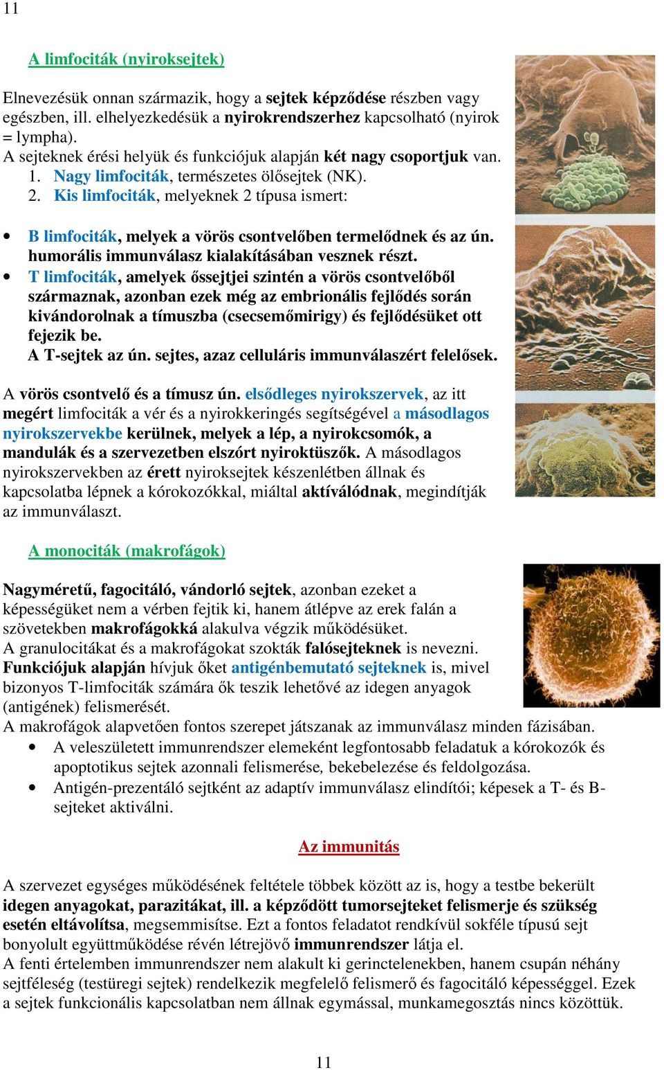 Kis limfociták, melyeknek 2 típusa ismert: B limfociták, melyek a vörös csontvelőben termelődnek és az ún. humorális immunválasz kialakításában vesznek részt.