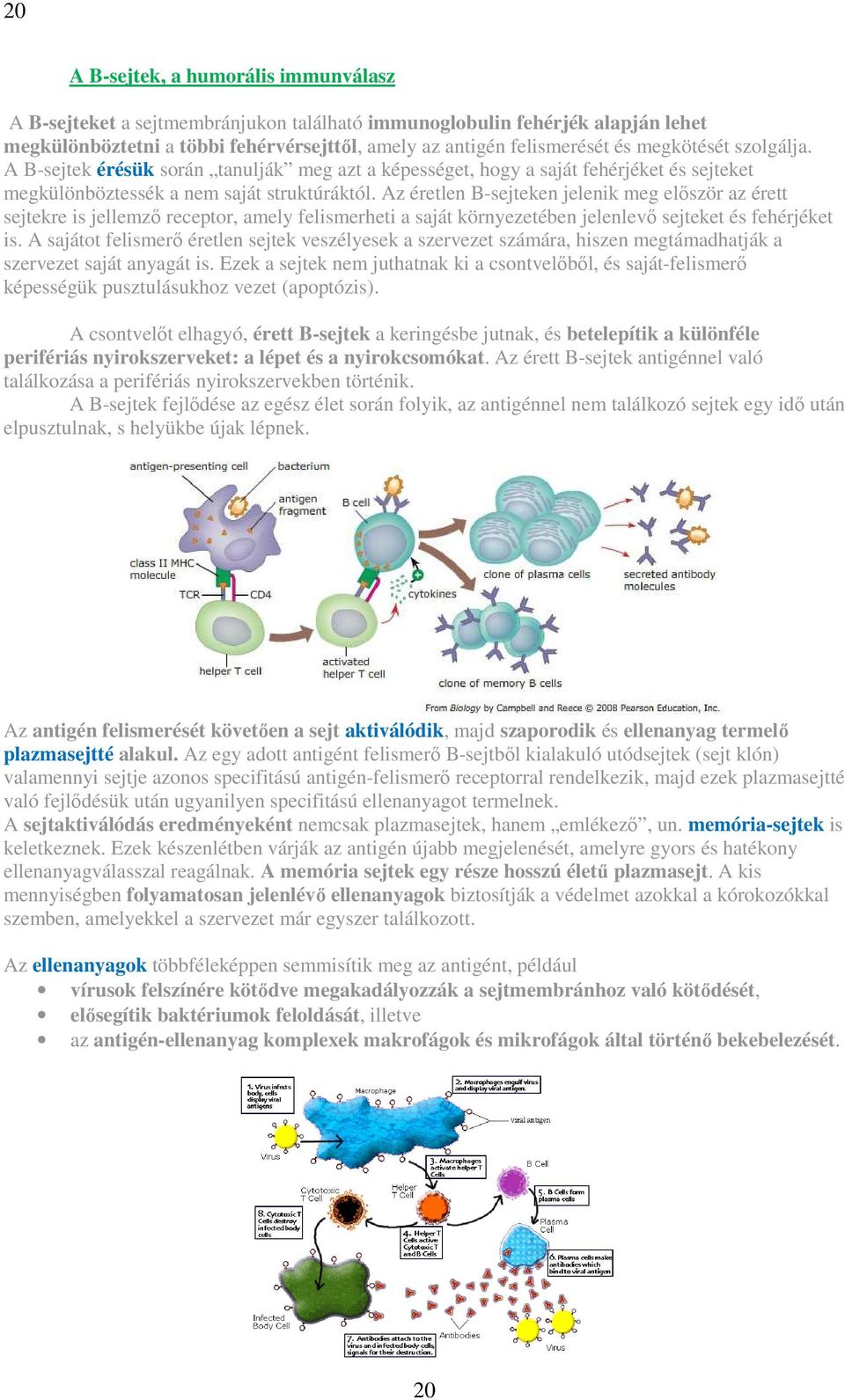 Az éretlen B-sejteken jelenik meg először az érett sejtekre is jellemző receptor, amely felismerheti a saját környezetében jelenlevő sejteket és fehérjéket is.