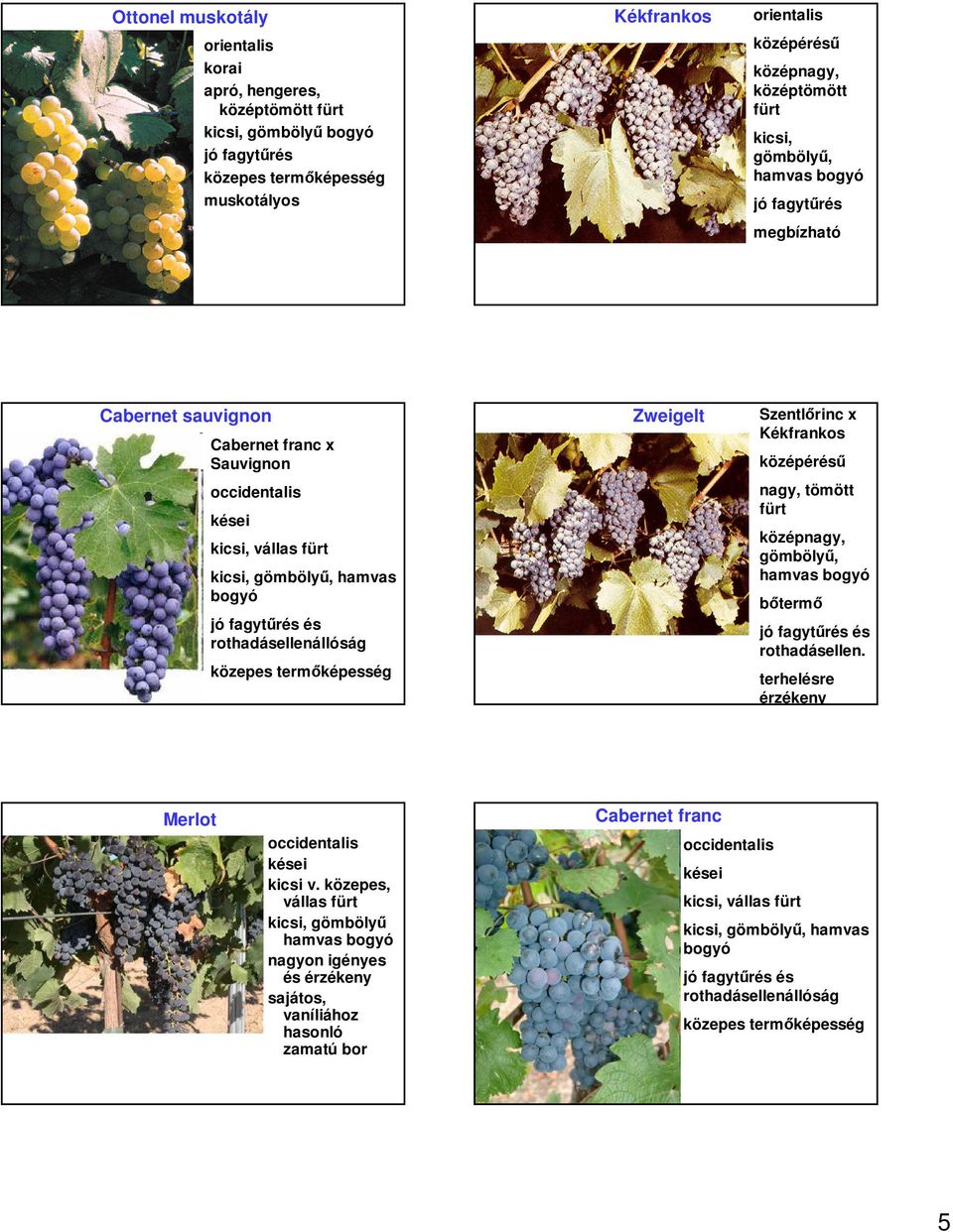 vállas kicsi, gömbölyű, hamvas rothadásellenállóság rothadásellen. terhelésre érzékeny Cabernet franc Merlot kicsi v.