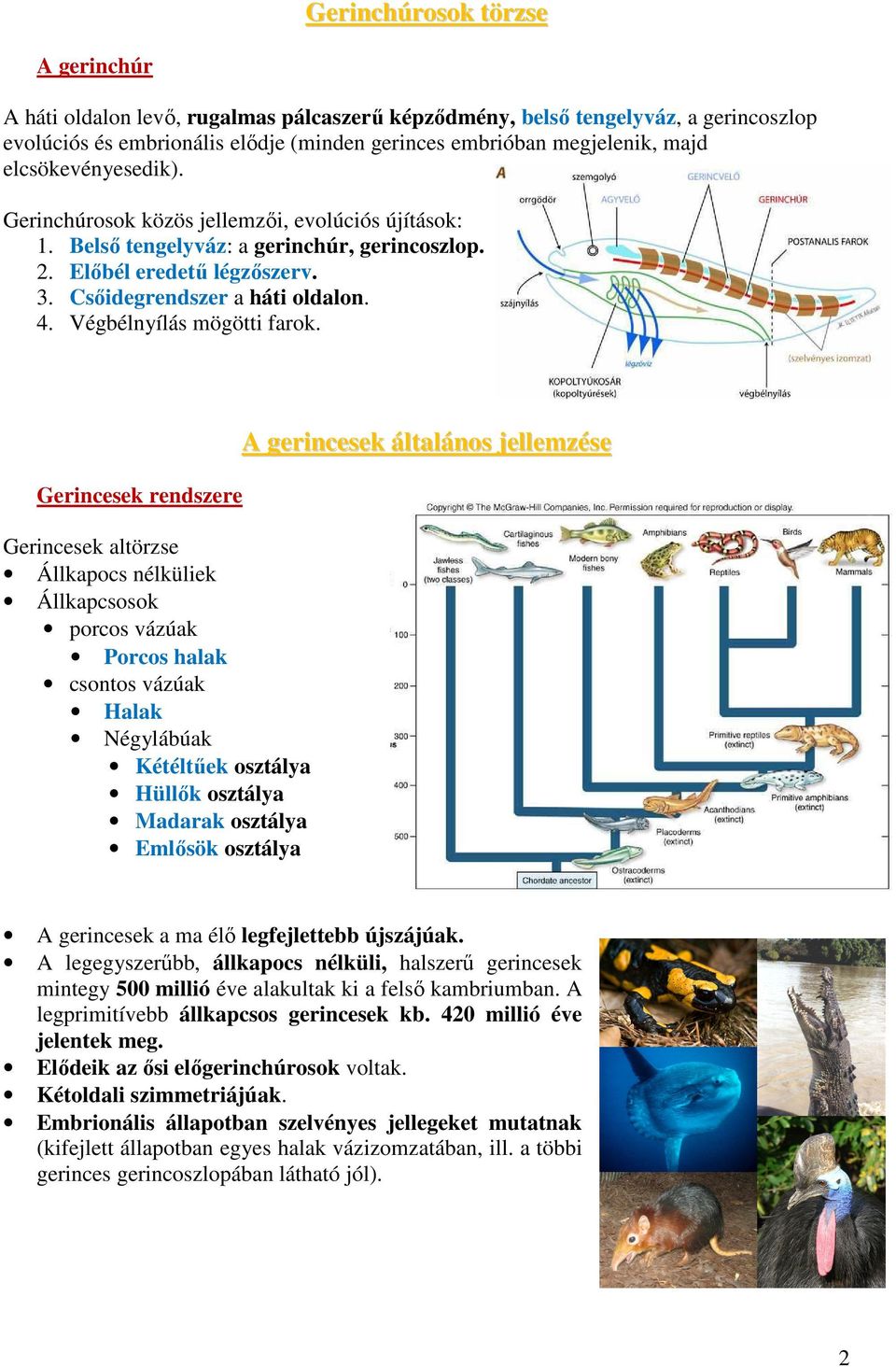 Végbélnyílás mögötti farok.