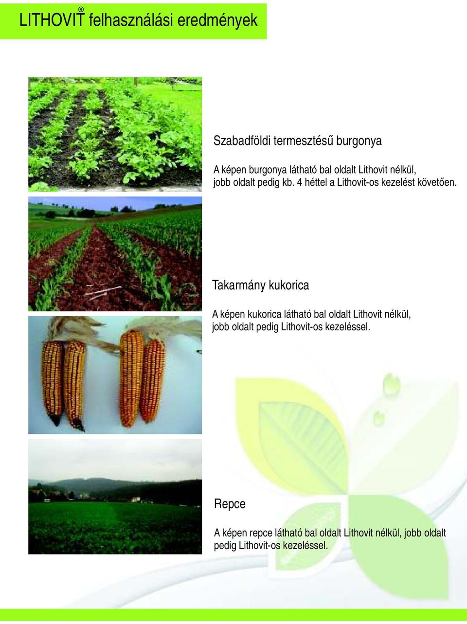 Takarmány kukorica A képen kukorica látható bal oldalt Lithovit nélkül, jobb oldalt pedig