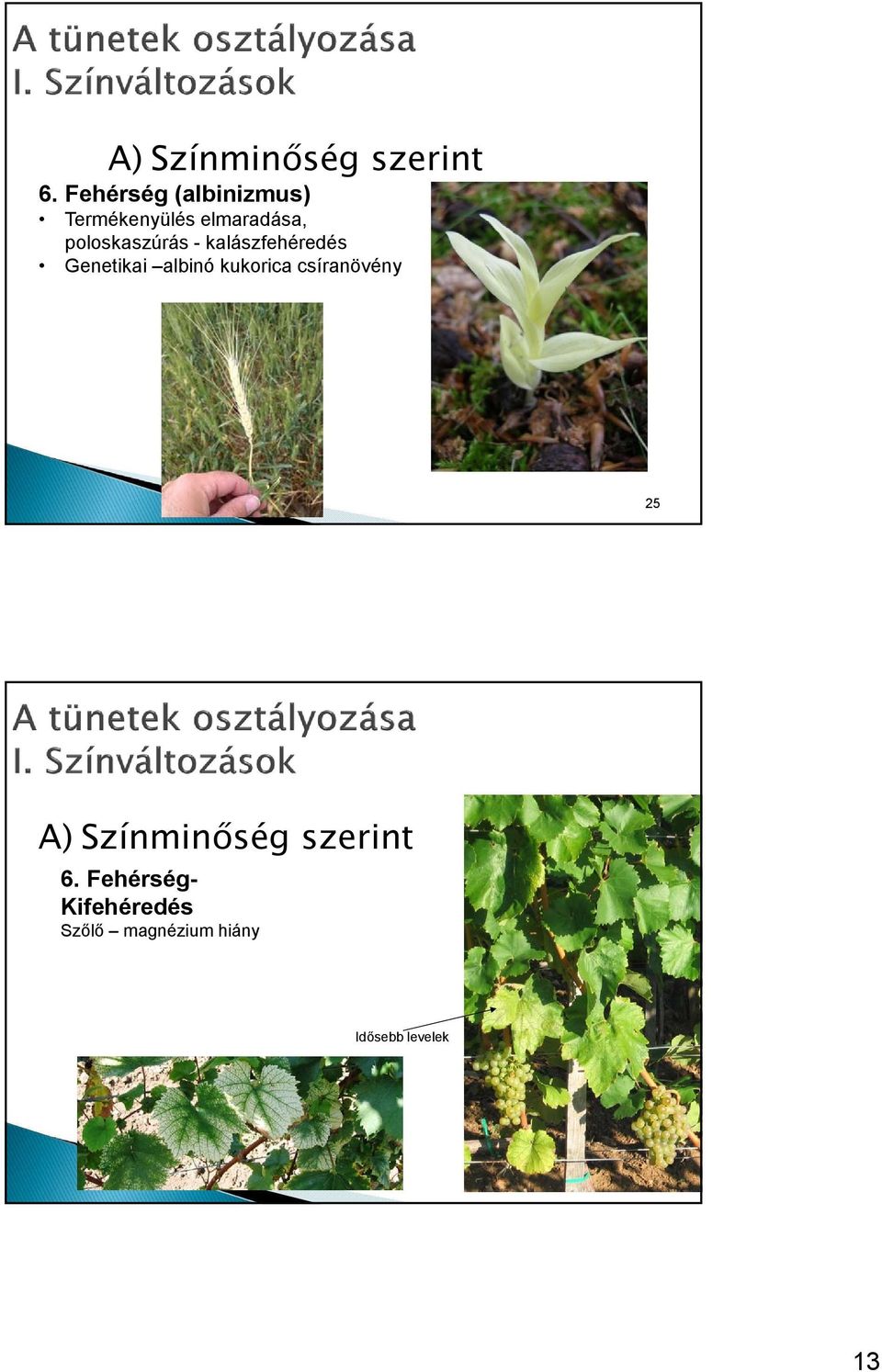 poloskaszúrás - kalászfehéredés Genetikai albinó kukorica