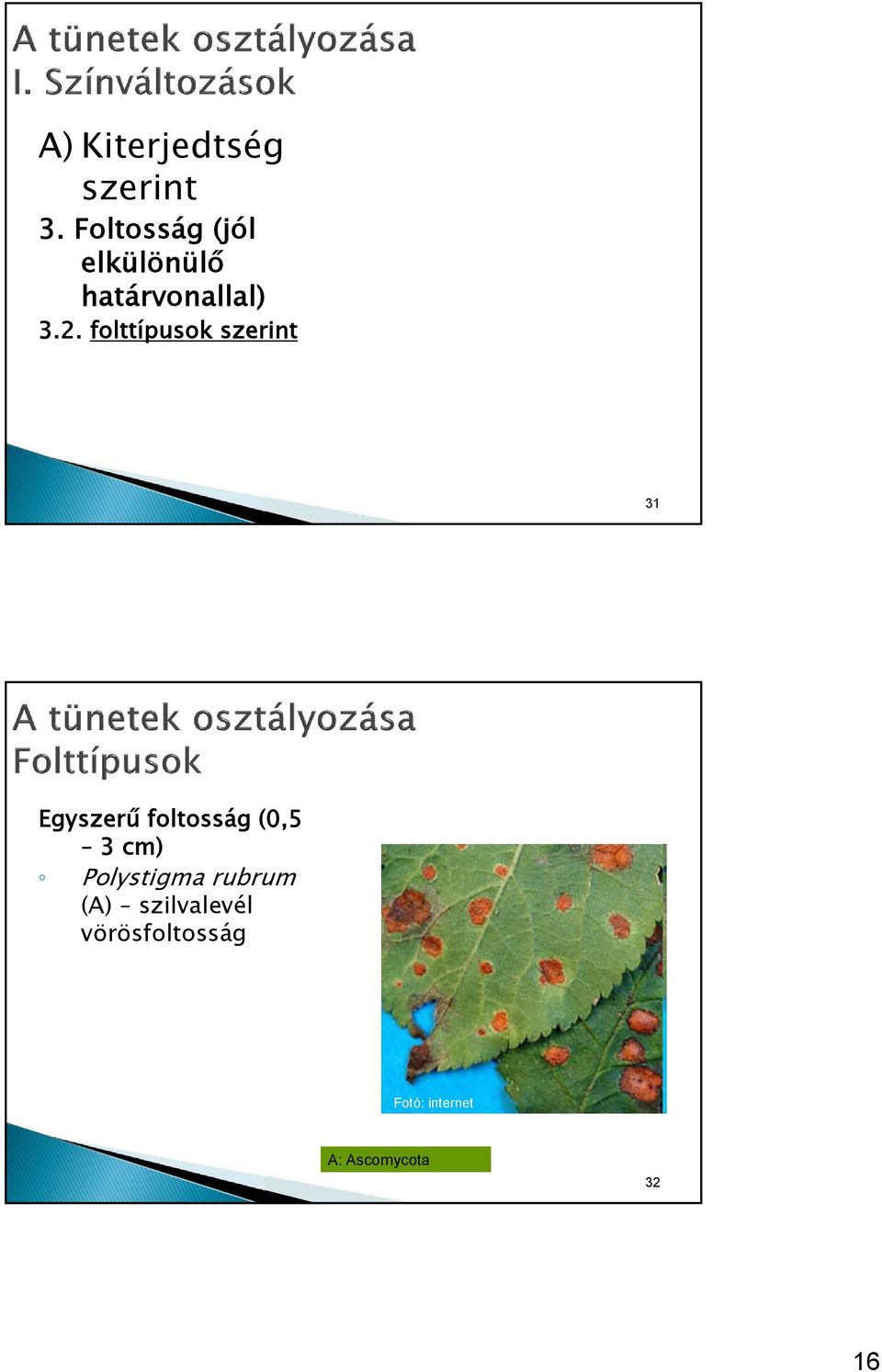 folttípusok szerint 31 Egyszerű foltosság (0,5 3