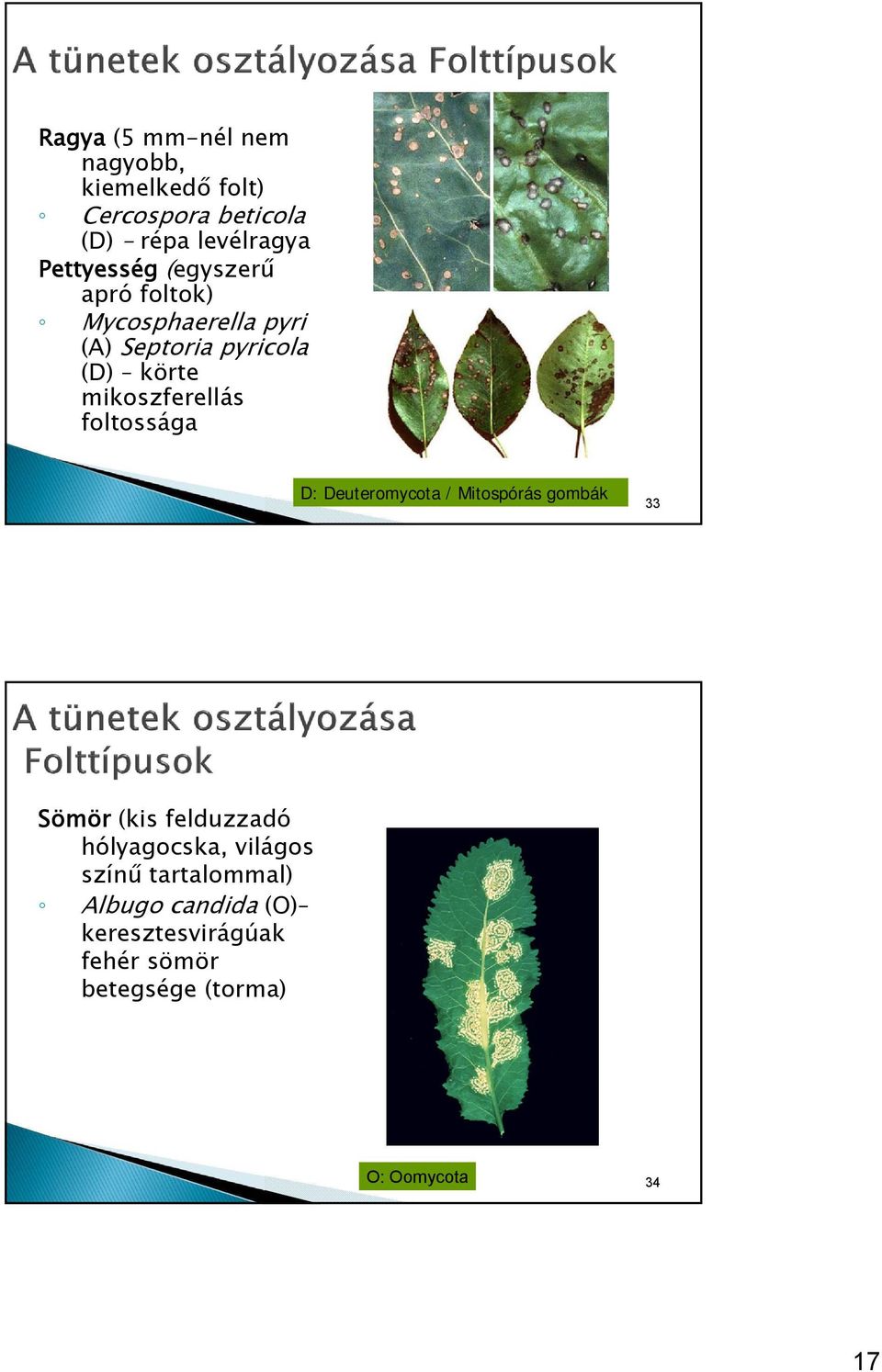 mikoszferellás foltossága D: Deuteromycota / Mitospórás gombák 33 Sömör (kis felduzzadó