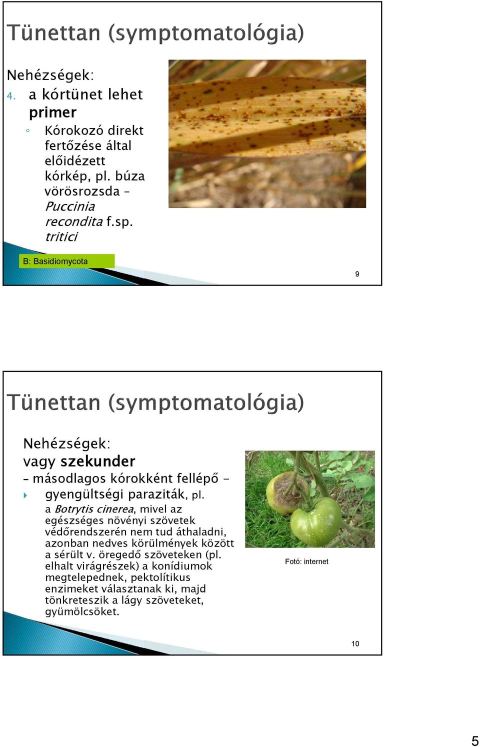 a Botrytis cinerea, mivel az egészséges növényi szövetek védőrendszerén nem tud áthaladni, azonban nedves körülmények között a sérült v.