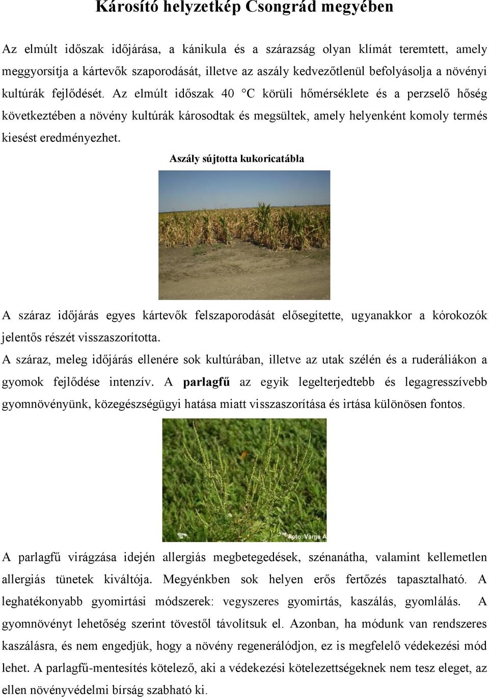 Az elmúlt időszak 40 C körüli hőmérséklete és a perzselő hőség következtében a növény kultúrák károsodtak és megsültek, amely helyenként komoly termés kiesést eredményezhet.