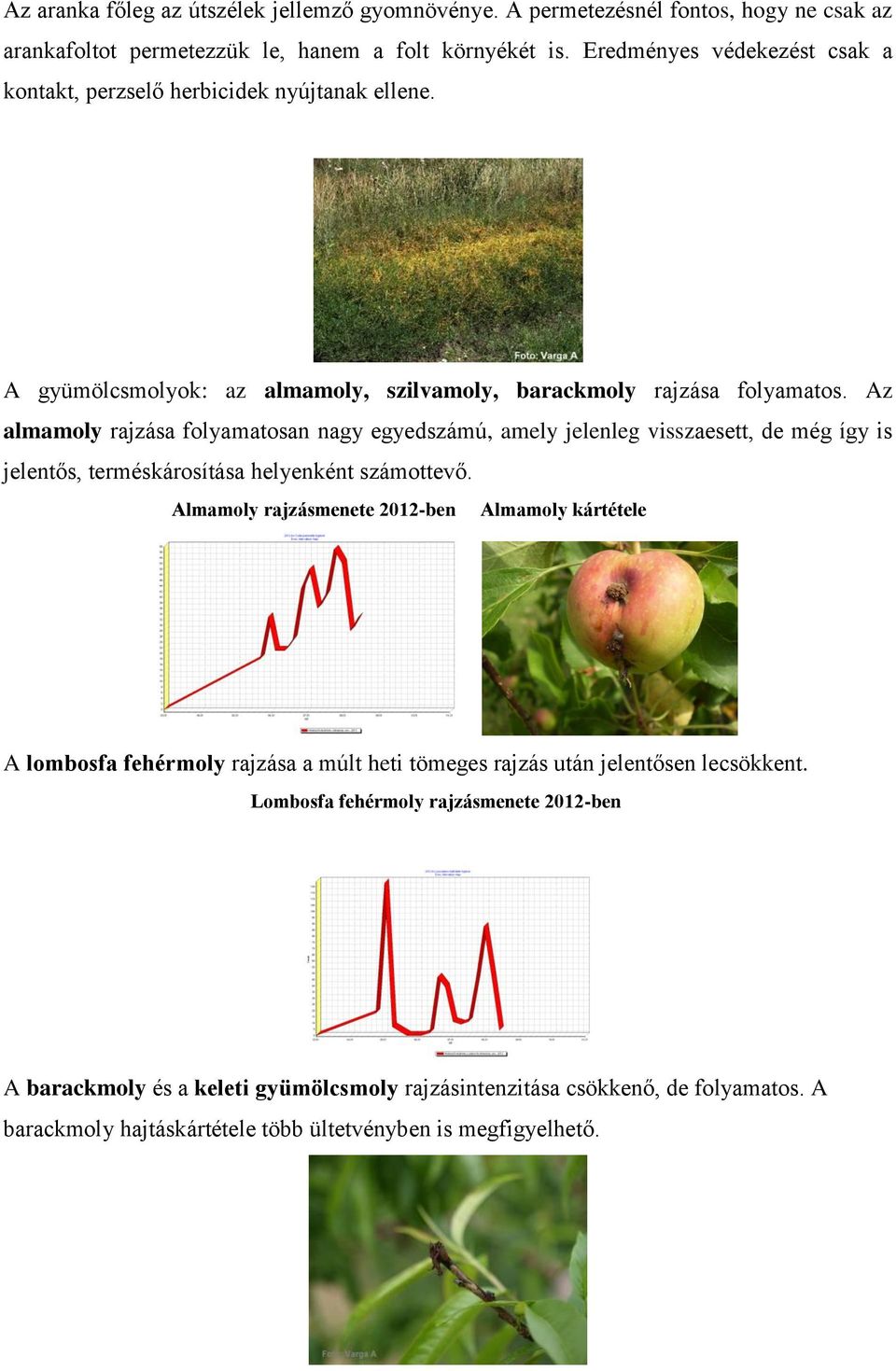 Az almamoly rajzása folyamatosan nagy egyedszámú, amely jelenleg visszaesett, de még így is jelentős, terméskárosítása helyenként számottevő.