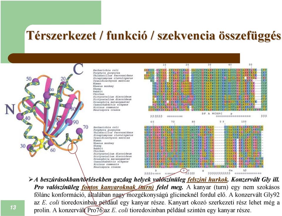 A kanyar (turn) egy nem szokásos főlánc konformáció, általában nagy mozgékonyságú glicineknél fordul elő. A konzervált Gly92 az E.