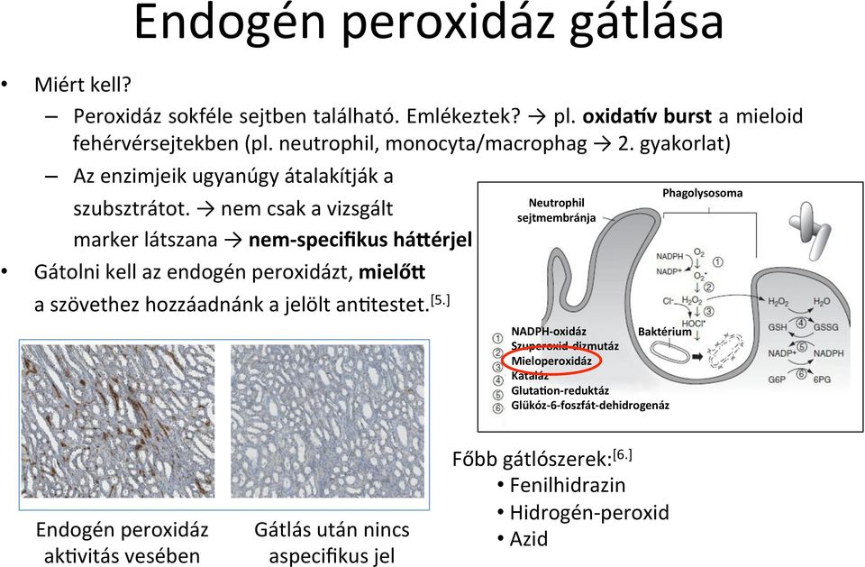 nem csak a vizsgált marker látszana nem-specifikus háiérjel Gátolni kell az endogén peroxidázt, mielői a szövethez hozzáadnánk a jelölt an^testet. [5.