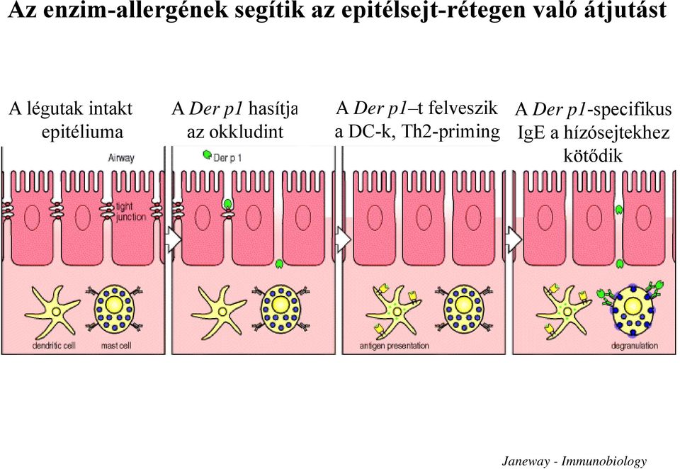 okkludint A Der p1 t felveszik a DC-k, Th2-priming A Der