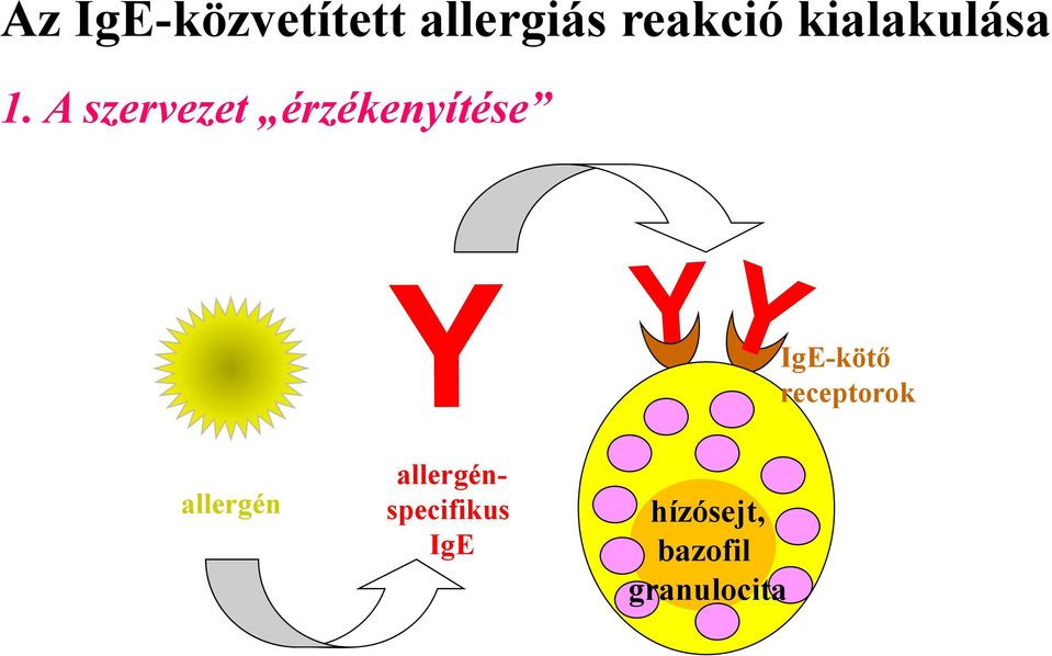 A szervezet érzékenyítése IgE-kötő