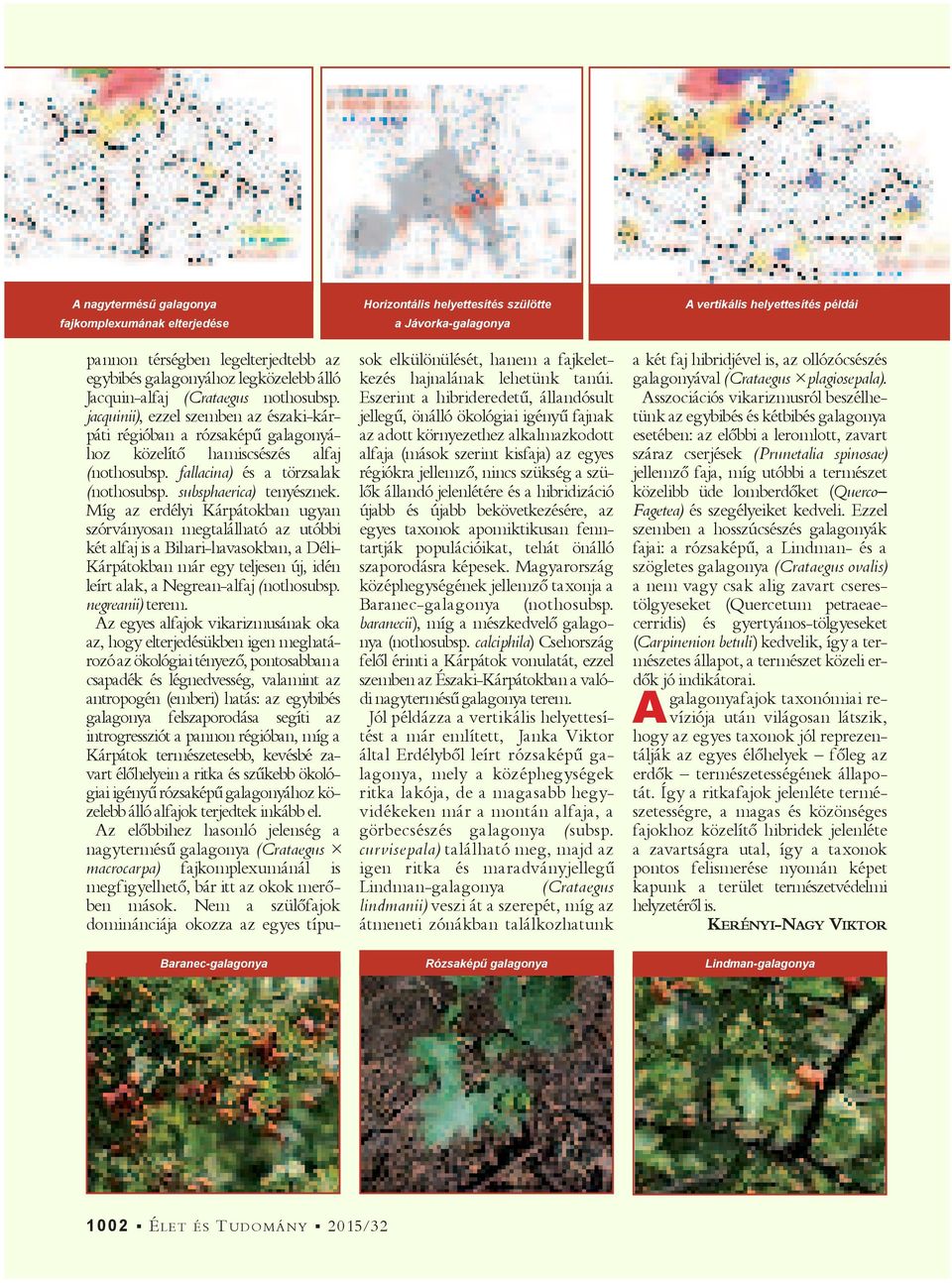 Míg az erdélyi Kárpátokban ugyan szórványosan megtalálható az utóbbi két alfaj is a Bihari-havasokban, a Déli- Kárpátokban már egy teljesen új, idén leírt alak, a Negrean-alfaj (nothosubsp.