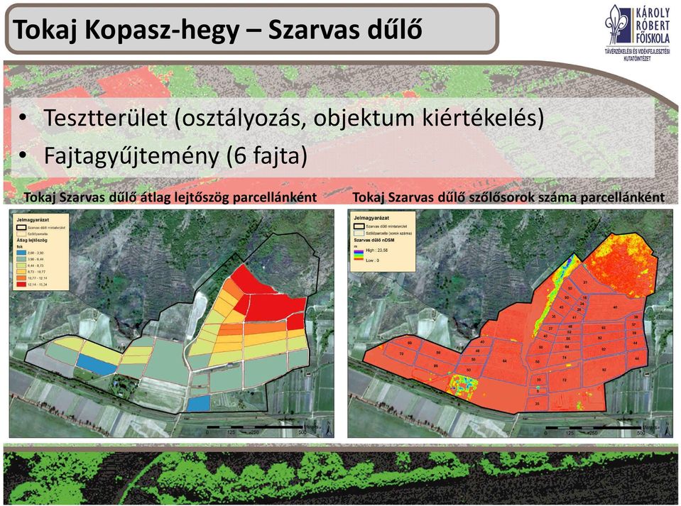 Fajtagyűjtemény (6 fajta) Tokaj Szarvas dűlő átlag