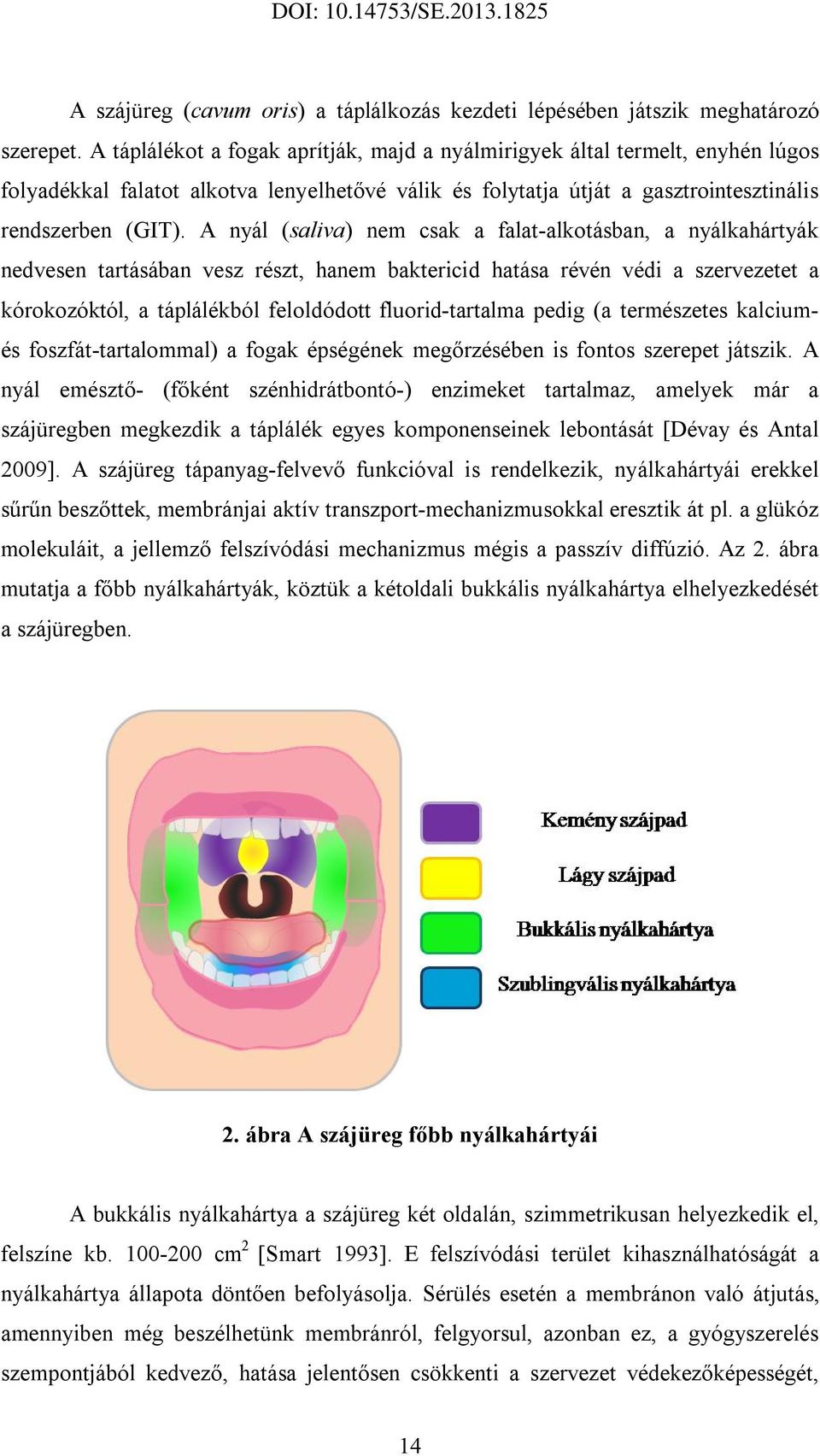 A nyál (saliva) nem csak a falat-alkotásban, a nyálkahártyák nedvesen tartásában vesz részt, hanem baktericid hatása révén védi a szervezetet a kórokozóktól, a táplálékból feloldódott