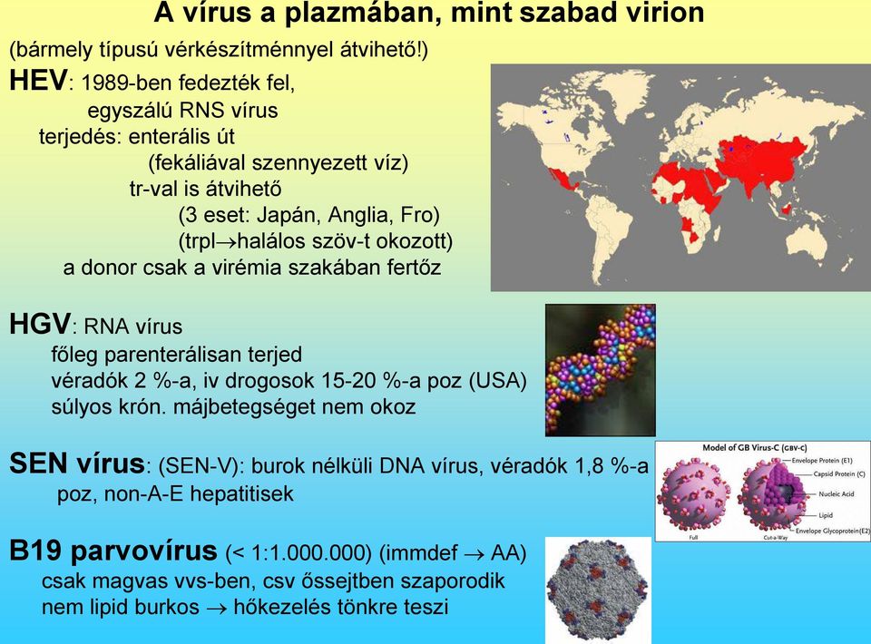 halálos szöv-t okozott) a donor csak a virémia szakában fertőz HGV: RNA vírus főleg parenterálisan terjed véradók 2 %-a, iv drogosok 15-20 %-a poz (USA) súlyos
